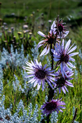 Berkheya purpurea