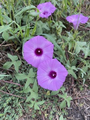 Ipomoea cordatotriloba