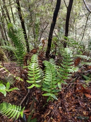 Cranfillia deltoides