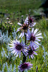 Berkheya purpurea