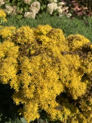 Solidago riddellii