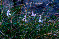 Brownleea macroceras