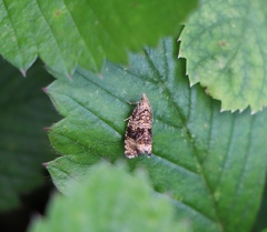 Syricoris lacunana