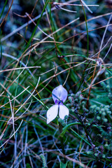 Brownleea macroceras