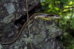 Eutropis longicaudata