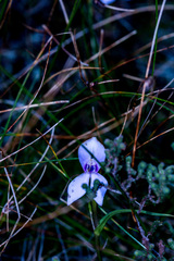 Brownleea macroceras