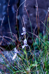 Brownleea macroceras