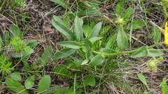 Hieracium umbellatum