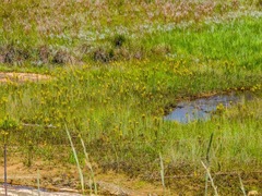 Bulbine narcissifolia