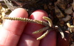 Crassula muscosa