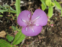 Calochortus nudus
