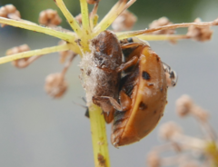 Dinocampus coccinellae paralysis virus