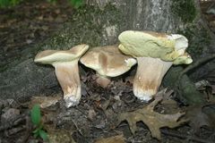 Boletus variipes