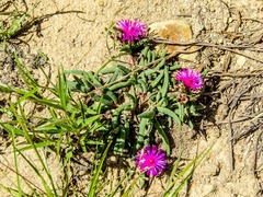 Delosperma