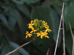 Epidendrum