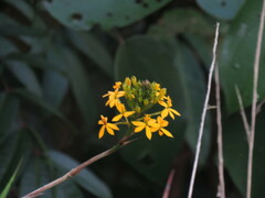 Epidendrum