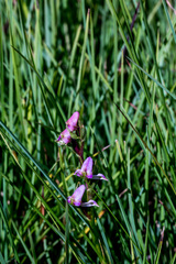 Disperis tysonii