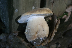 Boletus variipes