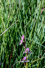 Disperis tysonii