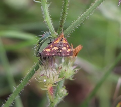 Pyrausta purpuralis