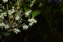 Osmanthus heterophyllus