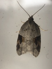 Acleris macdunnoughi