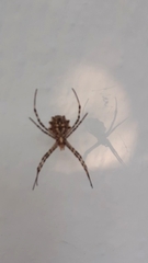 Argiope lobata