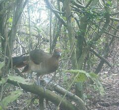 Ortalis erythroptera