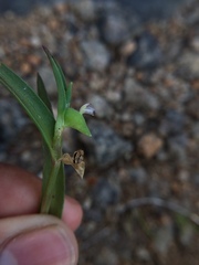 Commelina ensifolia