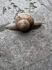 Gastropoda