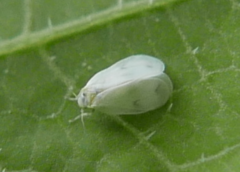 Aleyrodes proletella