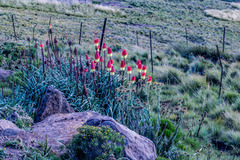Kniphofia caulescens