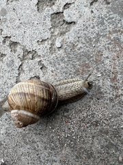Gastropoda