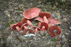 Boletus rubroflammeus
