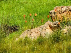 Kniphofia linearifolia