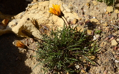 Gazania