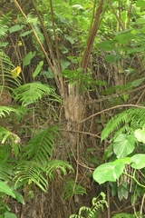 Cyathea lunulata