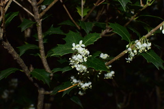 Osmanthus heterophyllus
