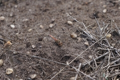 Sympetrum meridionale