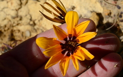 Gazania
