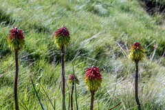 Kniphofia linearifolia