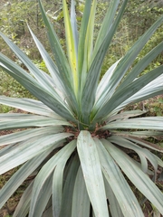 Asparagaceae