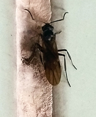 Polyrhachis