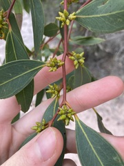Eucalyptus decipiens