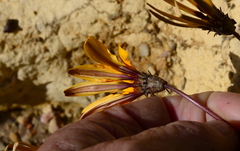 Gazania