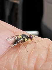 Bactrocera frauenfeldi