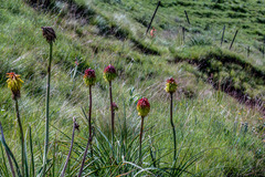 Kniphofia linearifolia