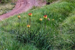 Kniphofia linearifolia