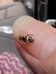 Bactrocera frauenfeldi