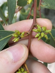 Eucalyptus decipiens